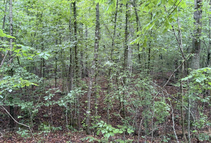 745 FOSTER RD, Adamsville, Tennessee 38310, ,Land,For Sale,FOSTER,10223434