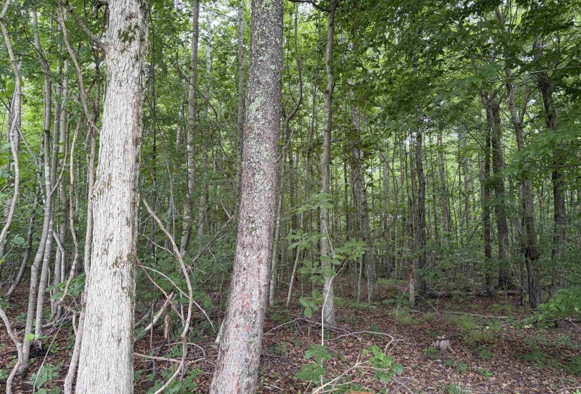 745 FOSTER RD, Adamsville, Tennessee 38310, ,Land,For Sale,FOSTER,10223434