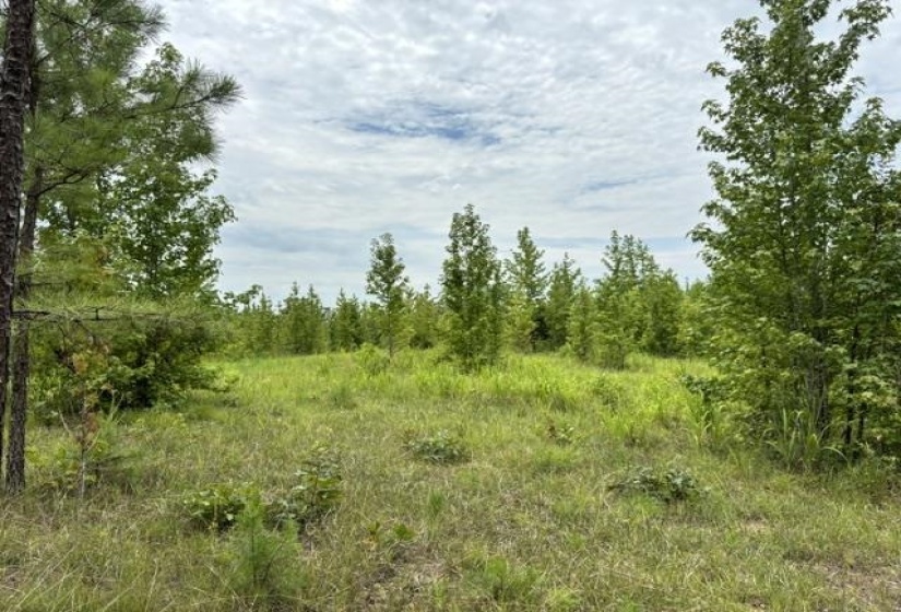 00 PURDY BEAUTY HILL RD, Bethel Springs, Tennessee 38315, 0 , 0 ,0,Land,For Sale,PURDY BEAUTY HILL,0,10223777