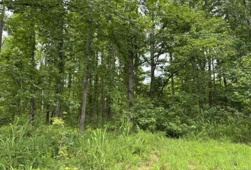 00 PURDY BEAUTY HILL RD, Bethel Springs, Tennessee 38315, 0 , 0 ,0,Land,For Sale,PURDY BEAUTY HILL,0,10223777