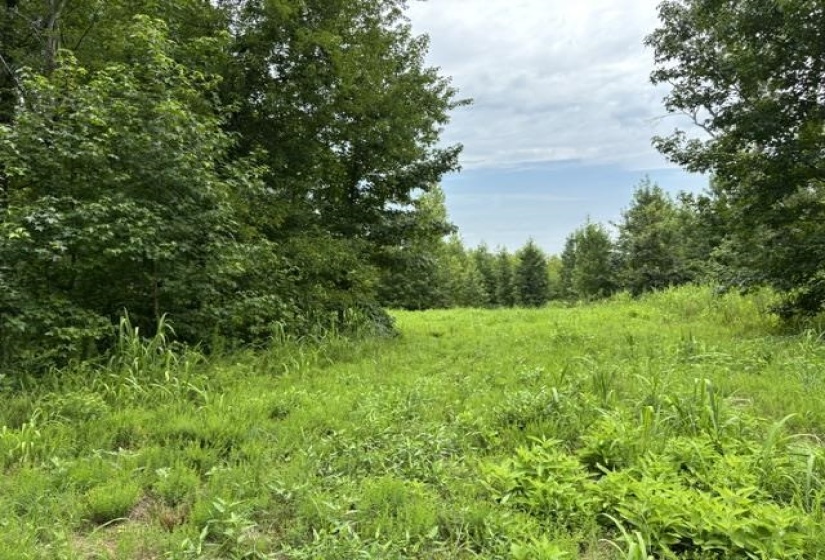 00 PURDY BEAUTY HILL RD, Bethel Springs, Tennessee 38315, 0 , 0 ,0,Land,For Sale,PURDY BEAUTY HILL,0,10223777