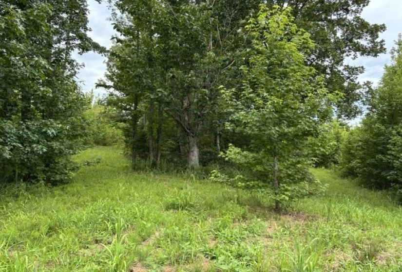 00 PURDY BEAUTY HILL RD, Bethel Springs, Tennessee 38315, 0 , 0 ,0,Land,For Sale,PURDY BEAUTY HILL,0,10223777