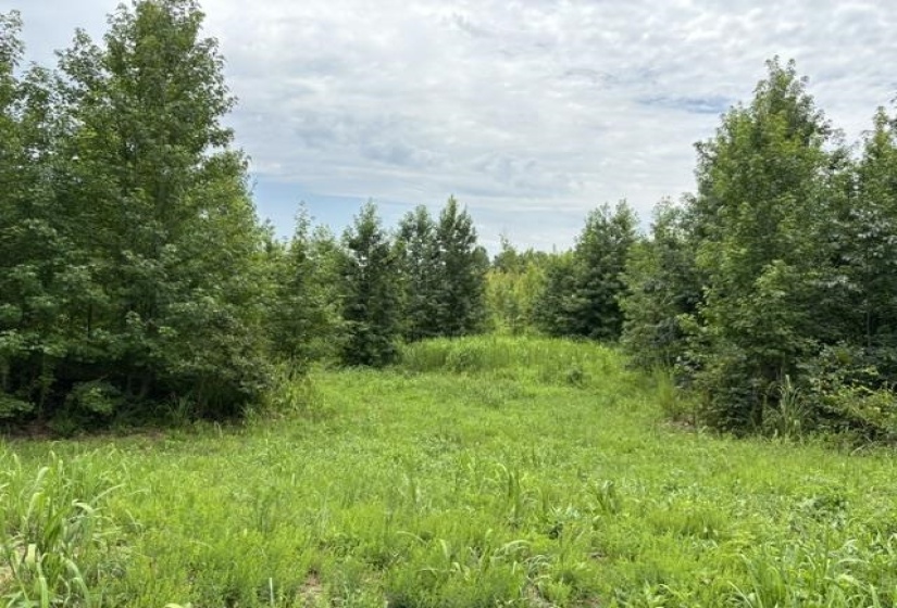 00 PURDY BEAUTY HILL RD, Bethel Springs, Tennessee 38315, 0 , 0 ,0,Land,For Sale,PURDY BEAUTY HILL,0,10223777