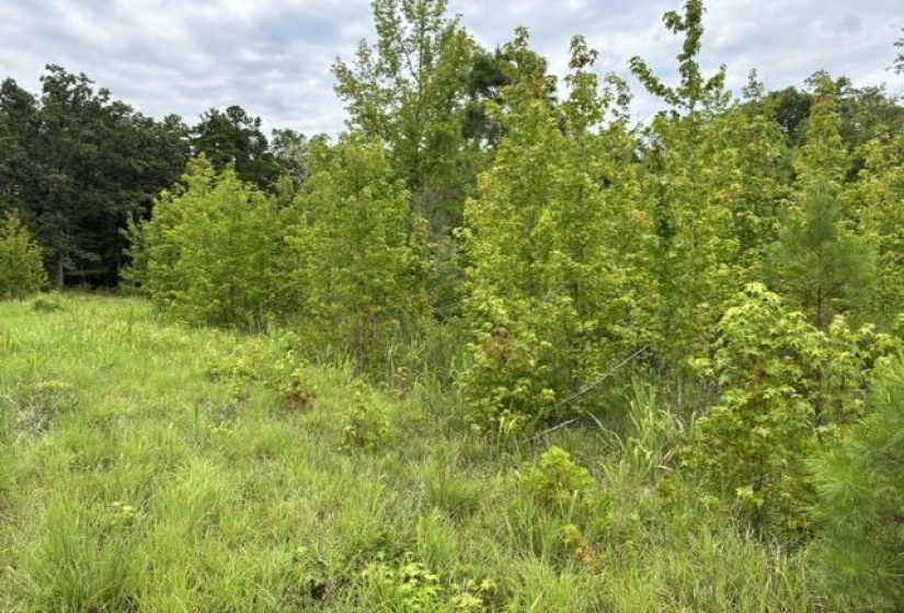 00 PURDY BEAUTY HILL RD, Bethel Springs, Tennessee 38315, 0 , 0 ,0,Land,For Sale,PURDY BEAUTY HILL,0,10223777
