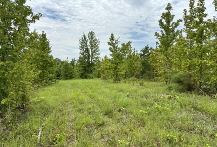 00 PURDY BEAUTY HILL RD, Bethel Springs, Tennessee 38315, 0 , 0 ,0,Land,For Sale,PURDY BEAUTY HILL,0,10223777