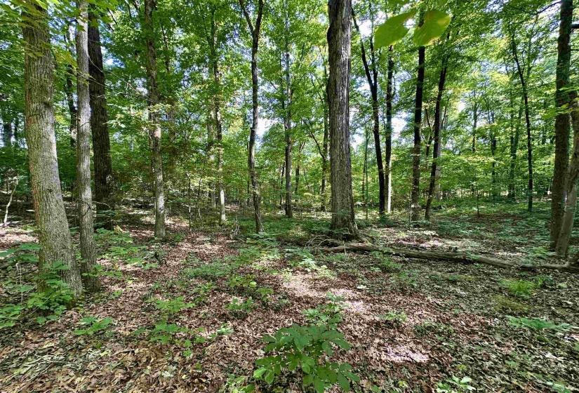 1465 BOBBITT RD, Williston, Tennessee 38076, ,Land,For Sale,BOBBITT,10223915