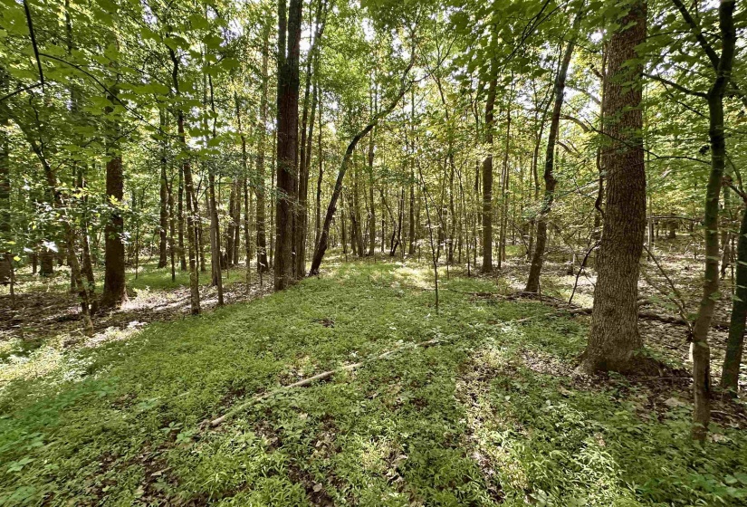 1465 BOBBITT RD, Williston, Tennessee 38076, ,Land,For Sale,BOBBITT,10223915