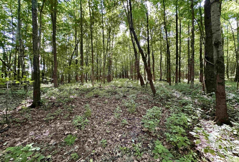 1465 BOBBITT RD, Williston, Tennessee 38076, ,Land,For Sale,BOBBITT,10223915