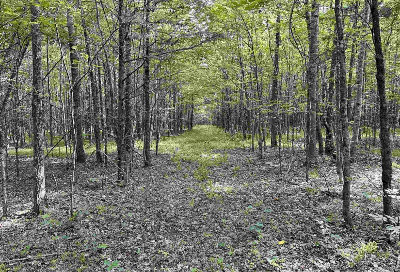 1465 BOBBITT RD, Williston, Tennessee 38076, ,Land,For Sale,BOBBITT,10223915